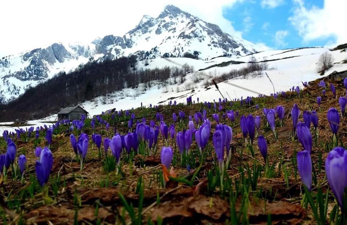 Komovi Eko Katun Martinovica 1750 Kolasin Exterior photo